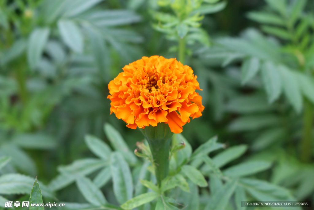 菊
