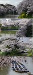 高清实拍樱花视频素材