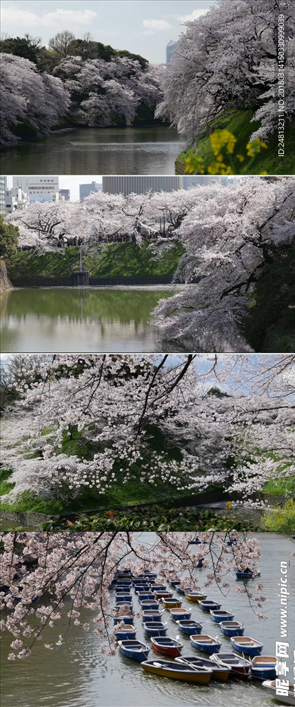 高清实拍樱花视频素材