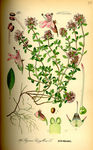 手绘彩色植物图谱