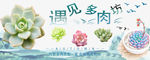 多肉banner