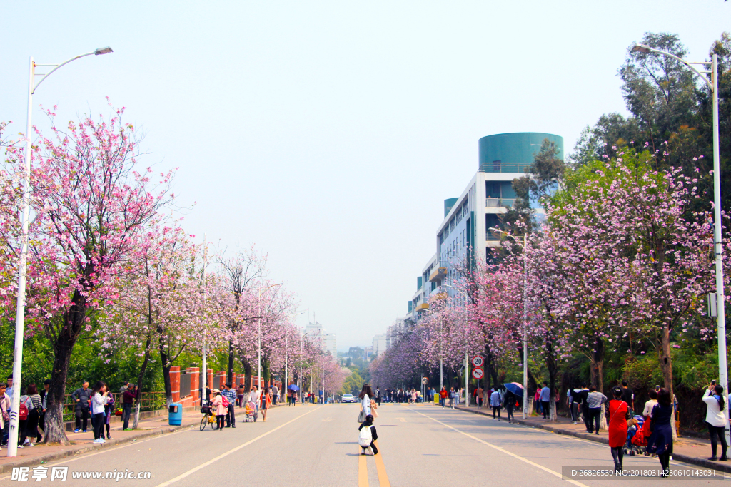 华南农业大学紫荆路