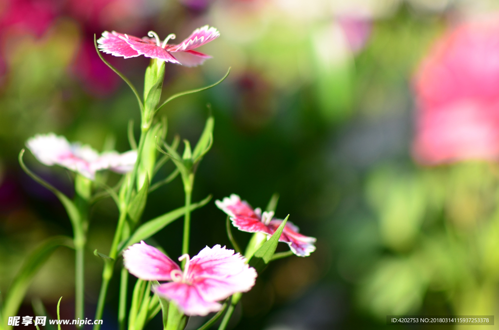 蝴蝶花