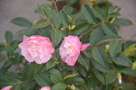 山茶花