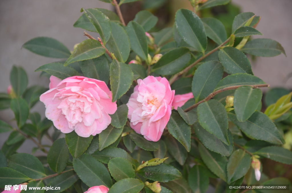 山茶花