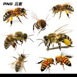 蜜蜂免扣元素