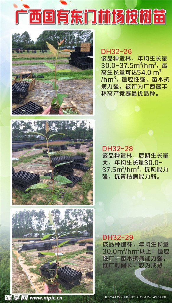 广西国有东门林场桉树苗DH32