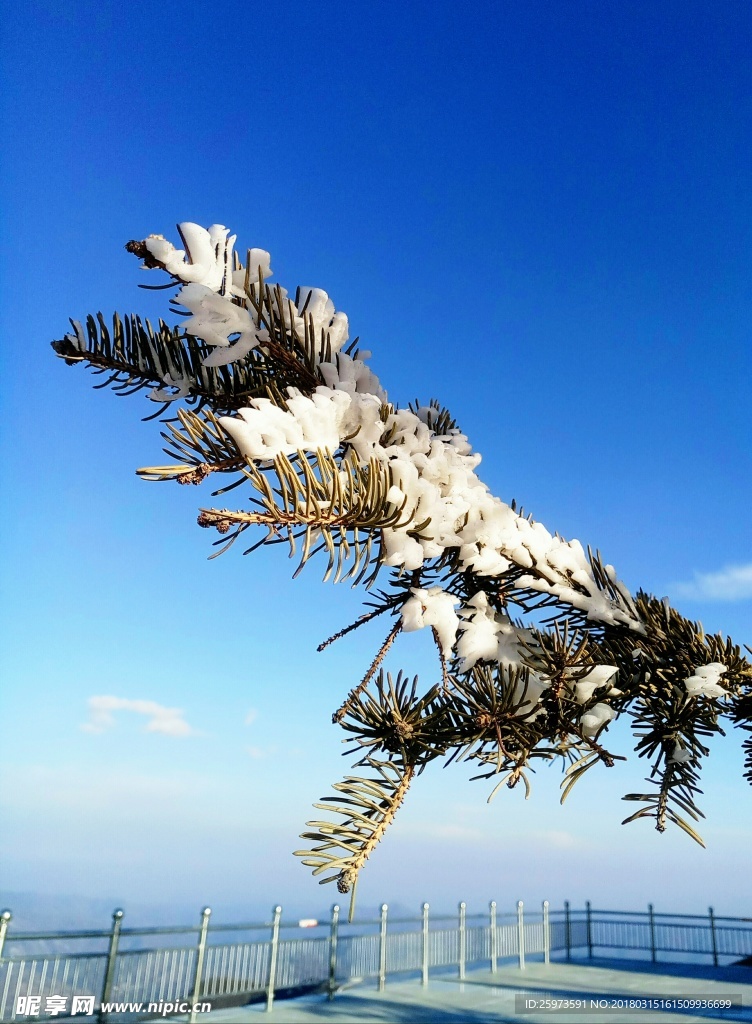 松上雪