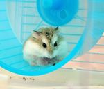 仓鼠