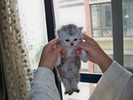 猫咪