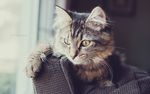 猫咪