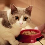 猫咪