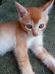 猫咪