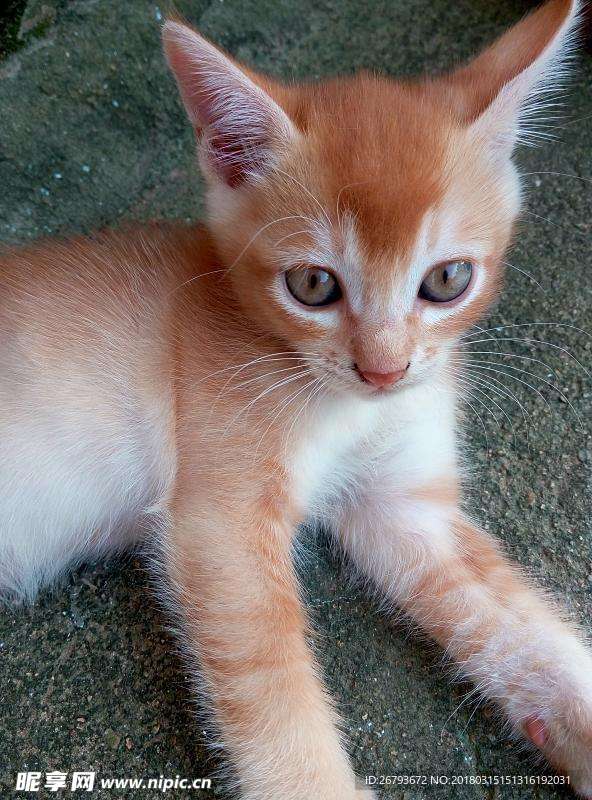 猫咪