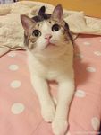 猫咪