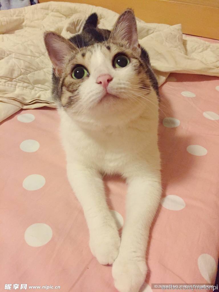 猫咪