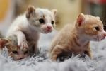 猫咪