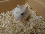 鼠