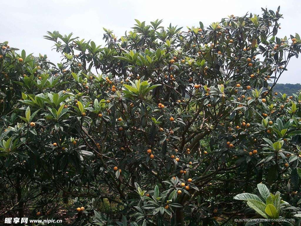 枇杷 水果 植物 新鲜 枇杷果