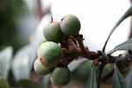 枇杷 水果 植物 新鲜 枇杷果