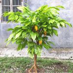 芒果 香芒