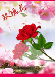 玫瑰花