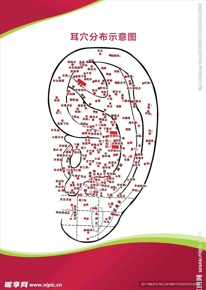 耳穴解剖图