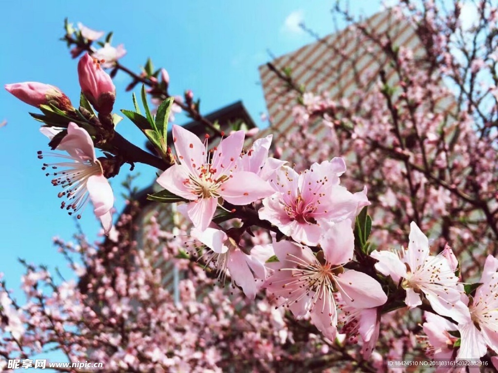 桃花