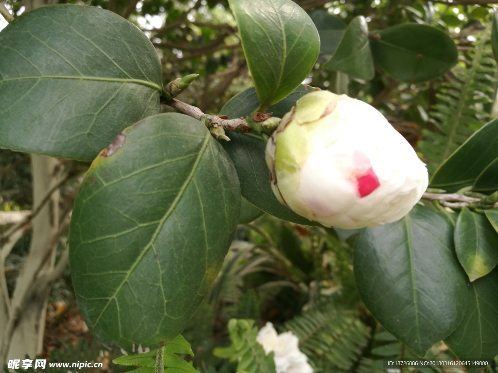 茶花