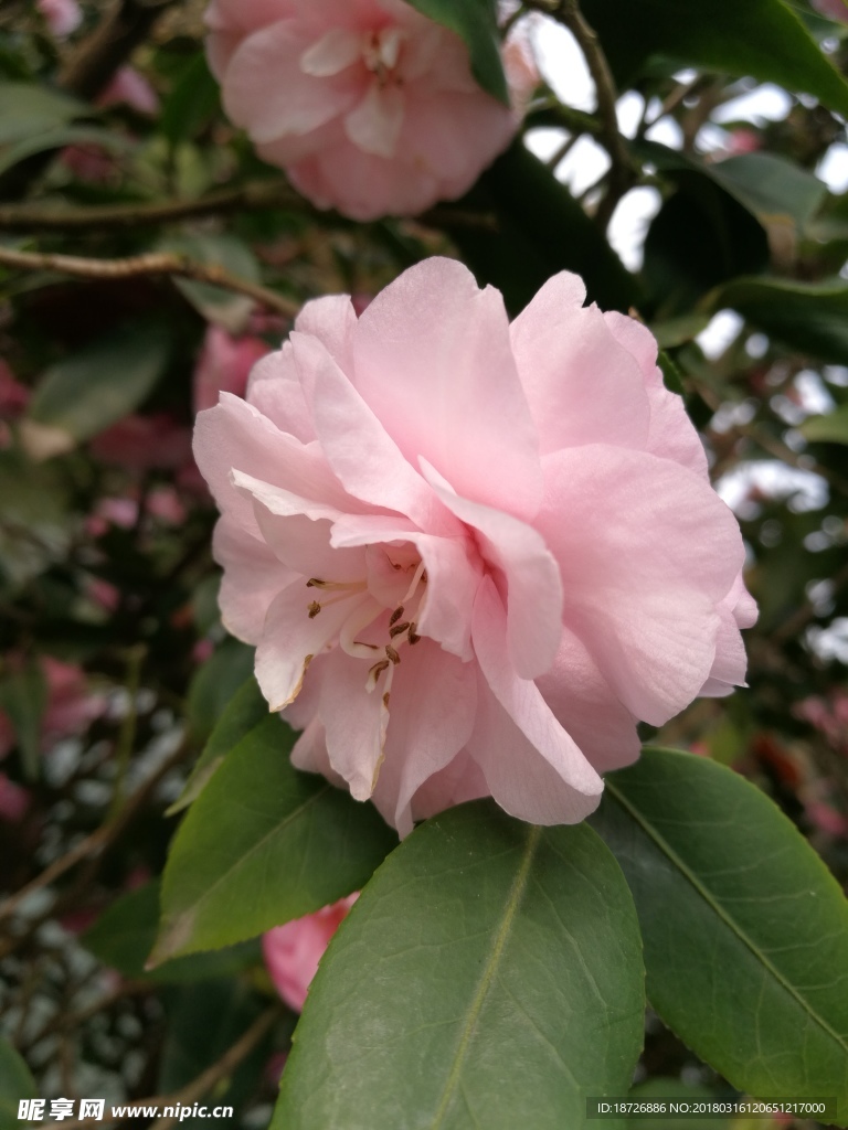 茶花