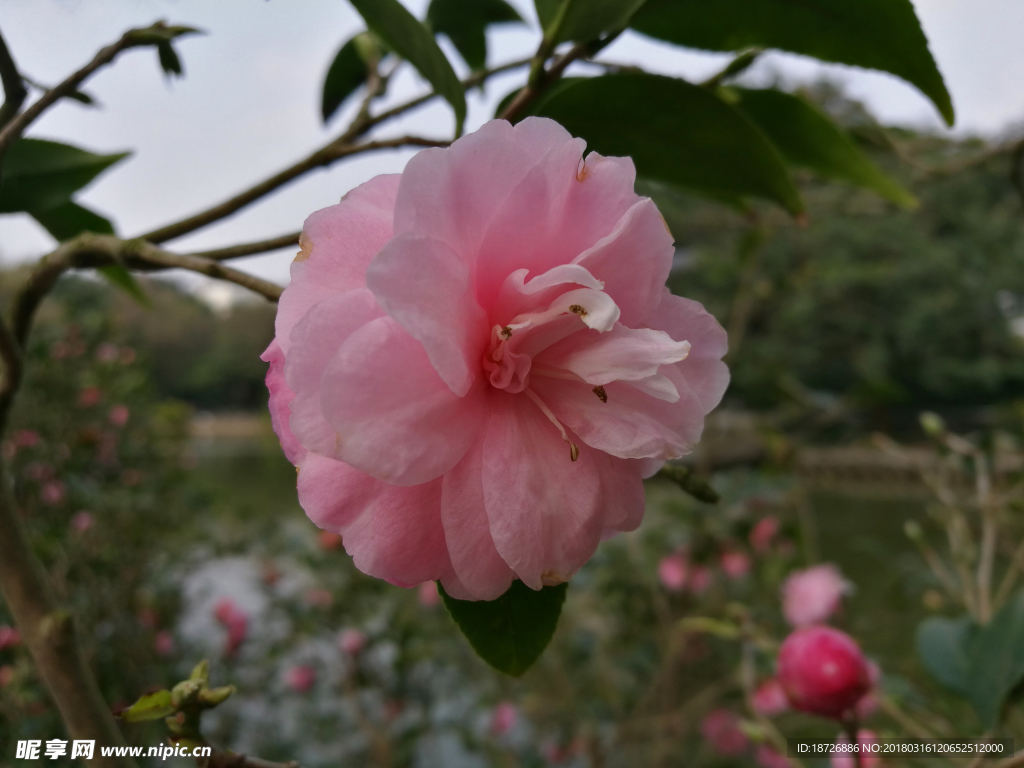 茶花