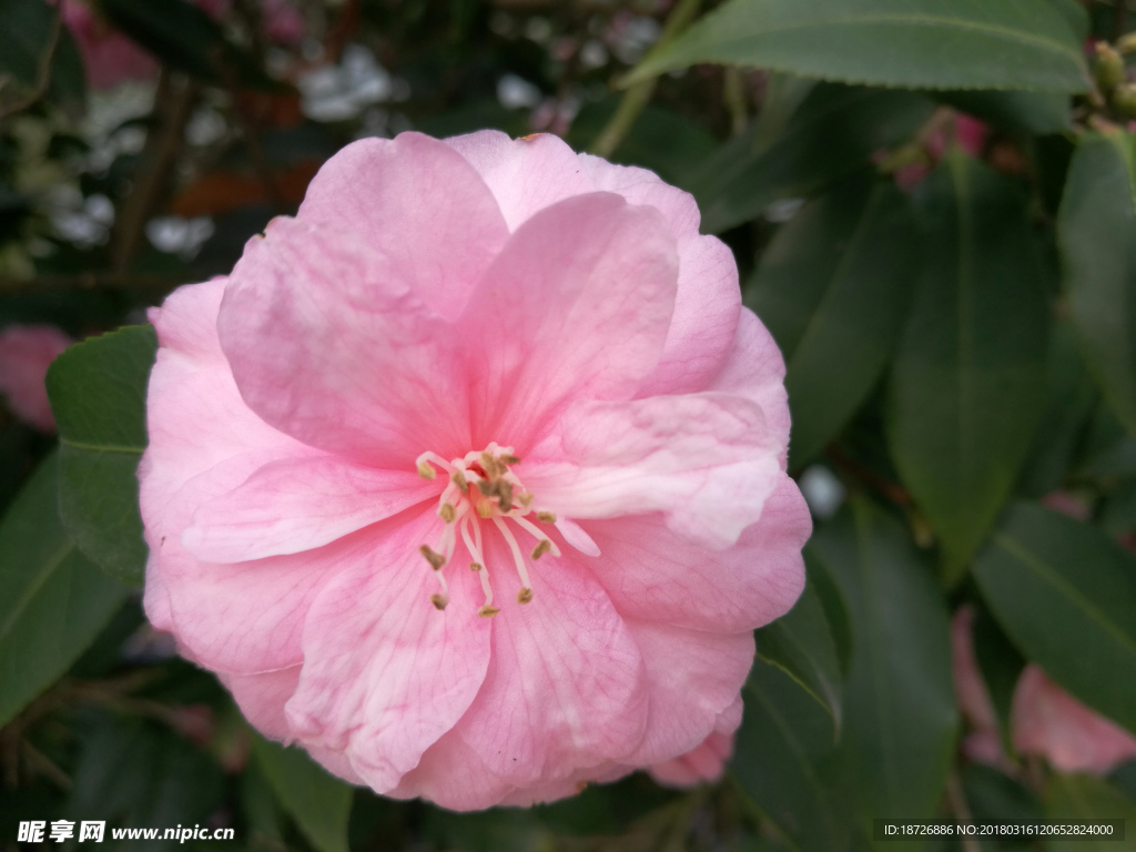 茶花