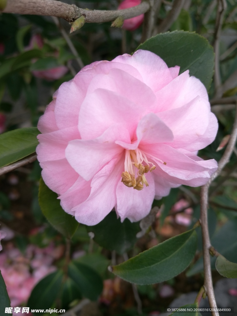 茶花