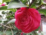 茶花