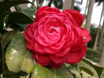 茶花