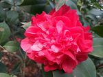 茶花