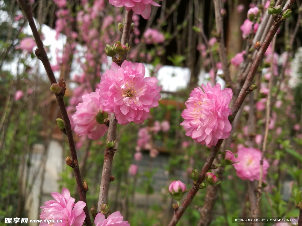 桃花