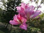 紫荆花