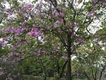 紫荆花