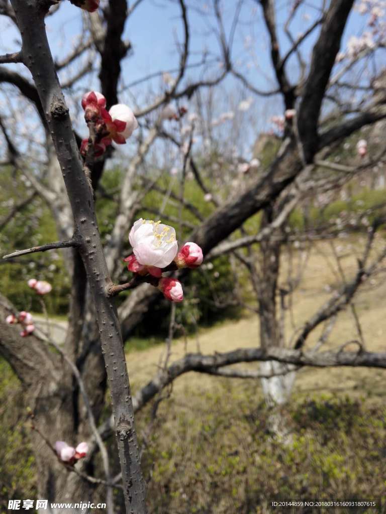 樱花