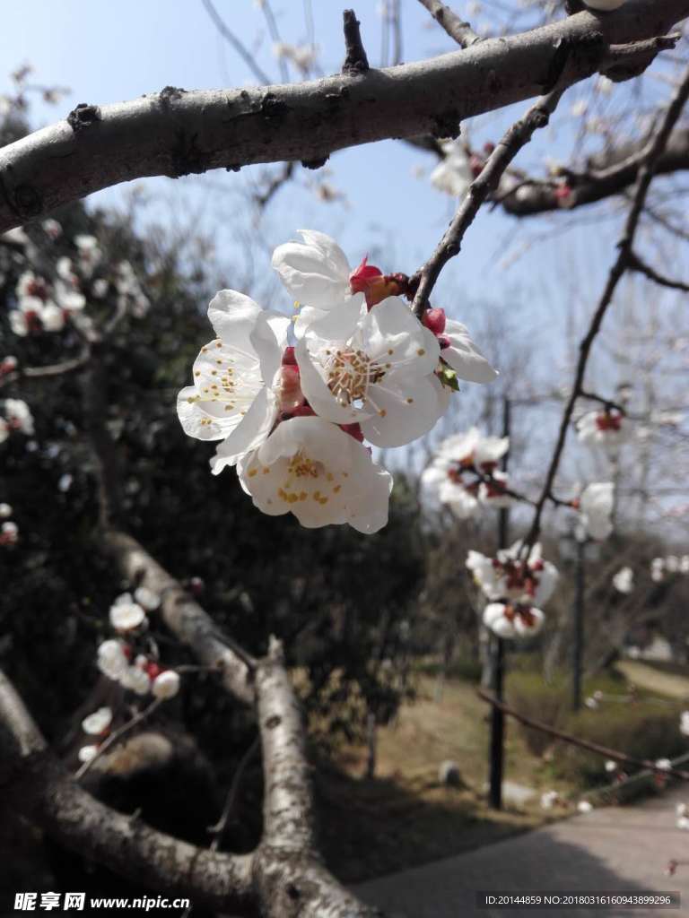樱花
