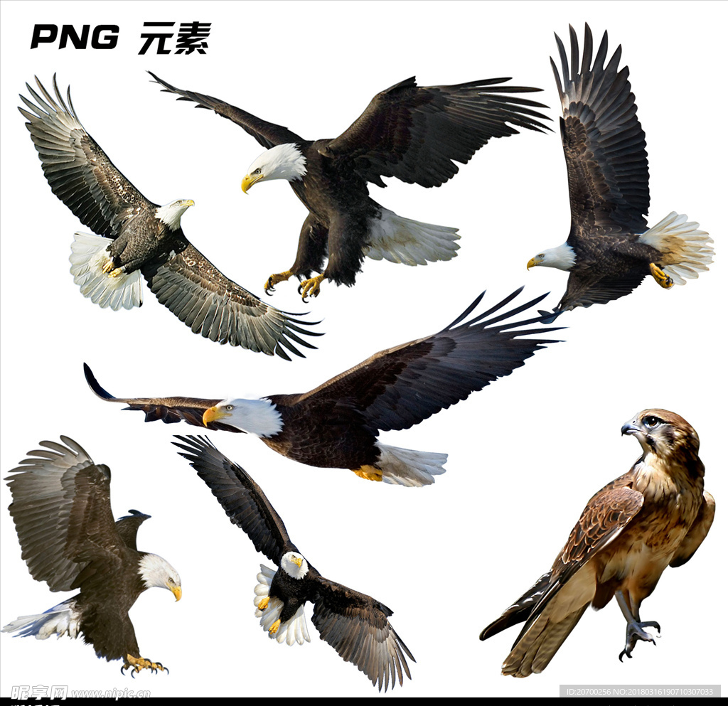 老鹰免扣元素