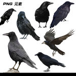 乌鸦免扣元素