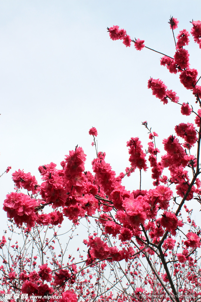 红色桃花图片