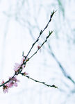 桃花图片