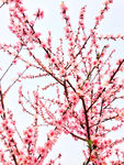 桃花林图片