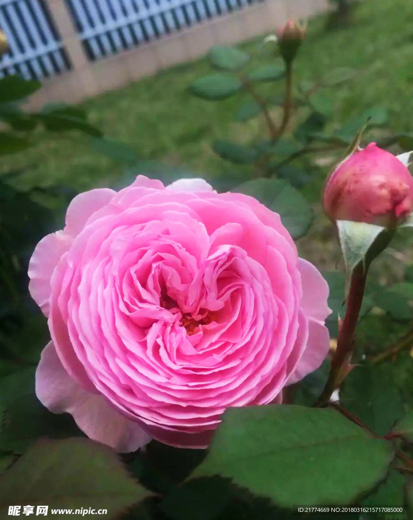 粉色月季花