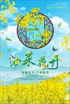 油菜花