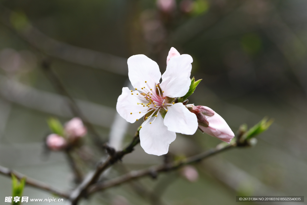 桃花