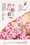杜鹃节